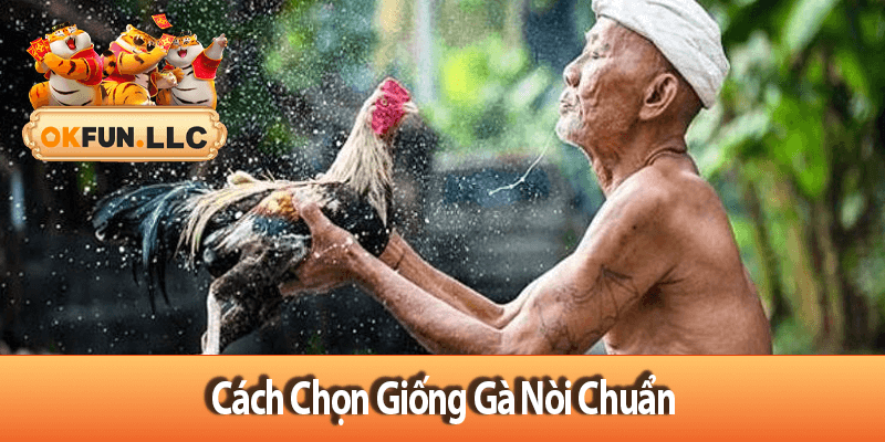 Cách Chọn Giống Gà Nòi Chuẩn