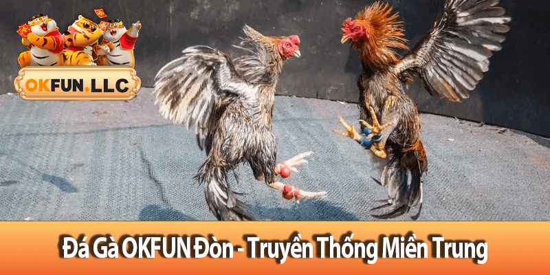Đá Gà OKFUN Đòn - Truyền Thống Miền Trung